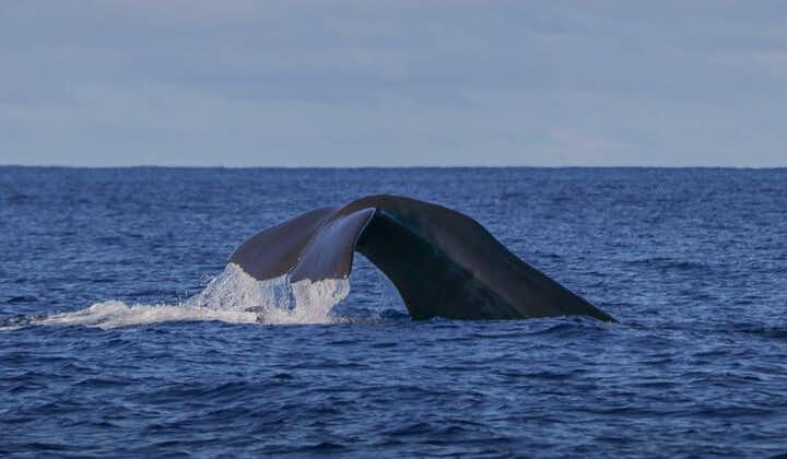 테르 세이라 섬, 아 조레스 제도에서 고래 관찰 | OceanEmotion