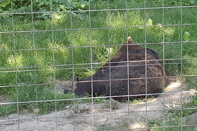 Visite privée de 2 jours de Bucarest à Brasov Peles & Bran Castles + Bear Sanctuary