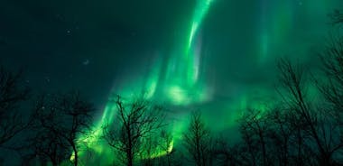 The Longest Northern Lights Tour in Kiruna with Dinner