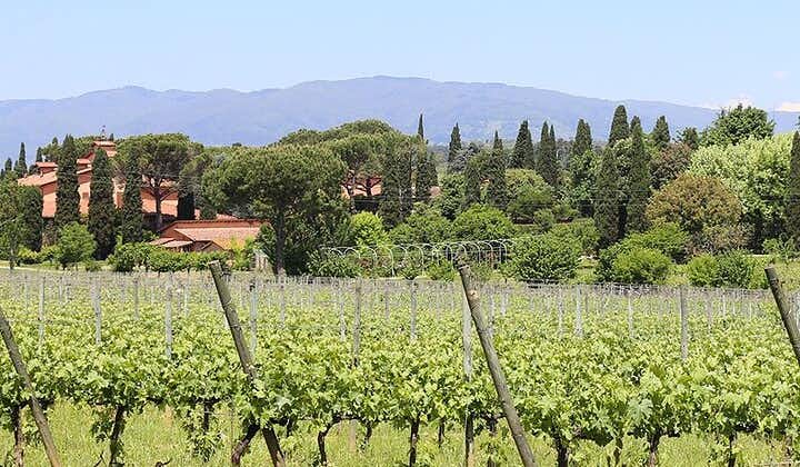 Private Lucca Wine Tour with Lunch and Tastings