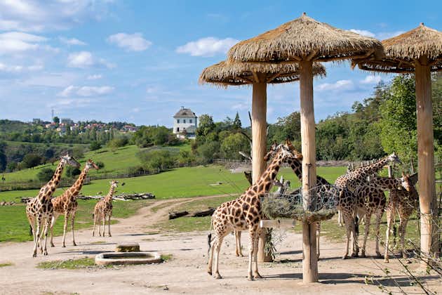 Photo of Herd of giraffes in  Prague zoo.