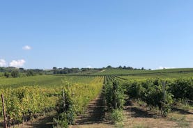 Toscaanse Maremma-wijnproeverijen