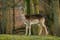 Photo of female Deer in a beautiful Marselisborg Deer Park, Aarhus, Denmark.