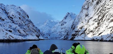 Trollfjord och Sea Eagle Safari Tour från Svolaer