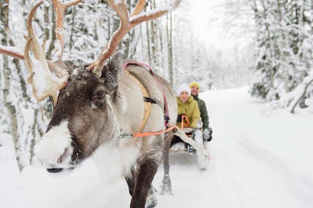 Laparis Reindeer Safari来自Saariselkä