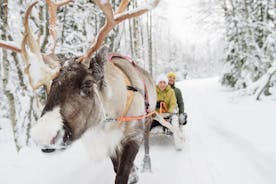 Lapland Reindeer Safari fra Saariselkä