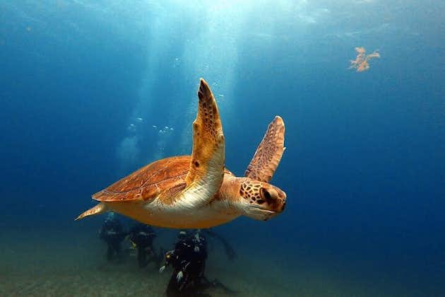 Descubre el submarinismo PADI en zona de Tortugas en Playa de Abades