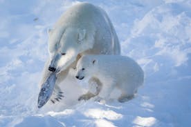 Private Guided Lapland Ranua Zoo tour from Rovaniemi
