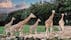 Photo of Giraffes walking and running in Aalborg Zoo, Denmark.