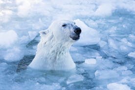 ¡Aventura del oso polar ártico con almuerzo en Rovaniemi!