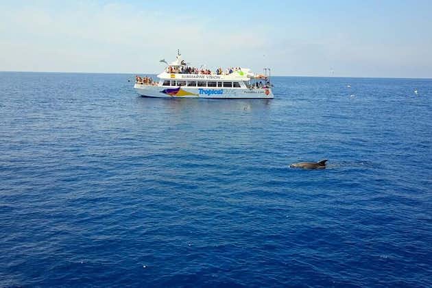 Dolphin Watching in Majorca