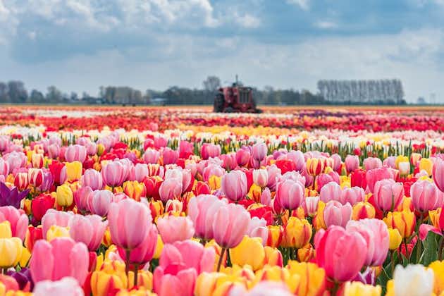 Visite privée des jardins de Keukenhof et des champs de tulipes au départ d'Amsterdam