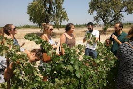 Valencia Private Wine Tour with Full Lunch
