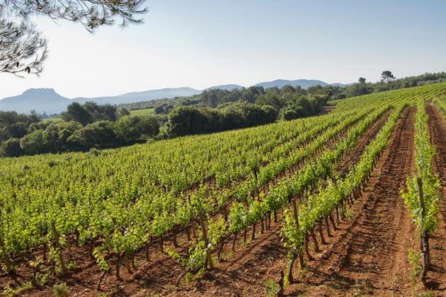 Private Day Trip: Wine Tasting Tour with Picnic Lunch From Cannes