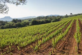 Privé dagtocht: wijnproeverij inclusief pinic lunch vanuit Cannes