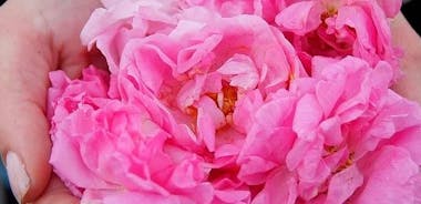 Taller de cosecha de rosas con extracción de aceite de rosa en los jardines de Karlovo