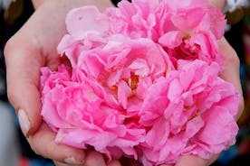 Taller de cosecha de rosas con extracción de aceite de rosa en los jardines de Karlovo