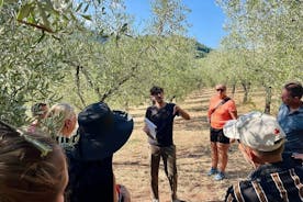 Guided tours of the olive grove with oil tasting.