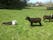Atlantic Sheepdogs, Streedagh, Lissadill North ED, Sligo Municipal Borough District, County Sligo, Connacht, Ireland