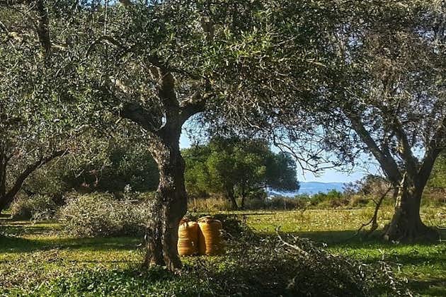 Argostoli e villaggi: tour privato con degustazione di olio d'oliva