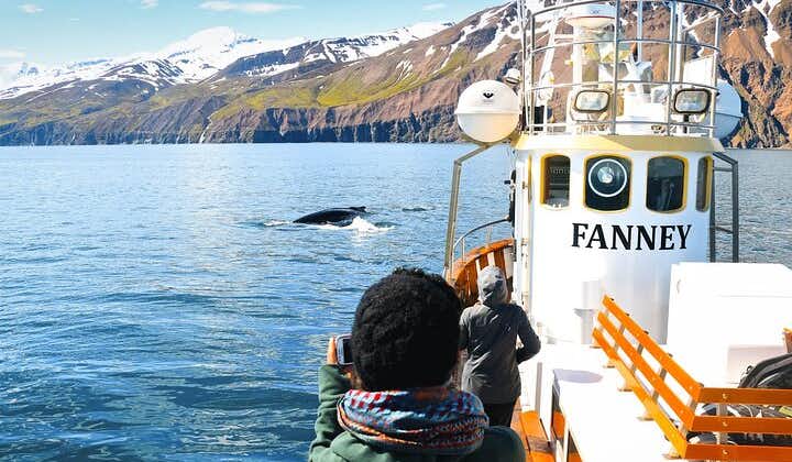 Observation des baleines à Húsavík