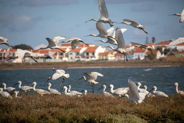 Birdwatching Boat Tour in der Nähe von Lissabon