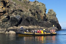 Opwindende Rib-ervaring - Dingle-zeesafari