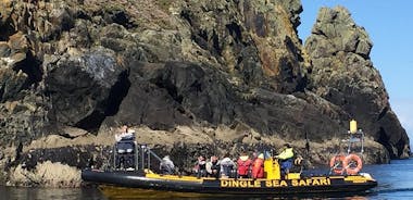 Innostava Rib-kokemus - Dingle-merisafari
