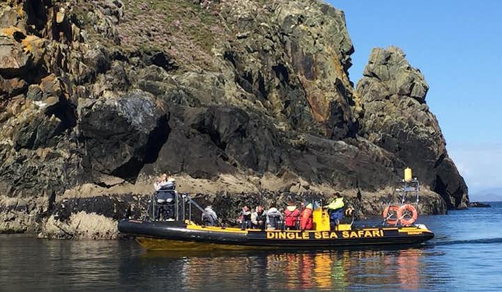 Spændende Rib erfaring - Dingle Sea safari