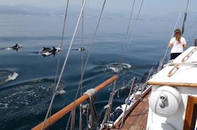 Delfinbeobachtungsabenteuer in der Bucht von Estepona