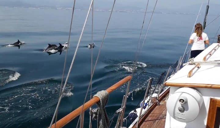 埃斯特波纳湾的海豚观赏冒险